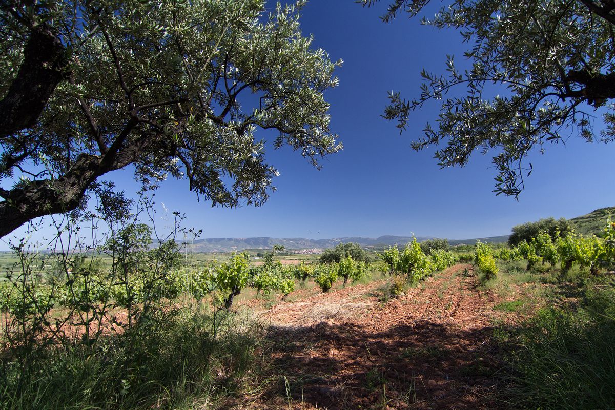 Dirvožemio rūšys vynui, moliniai dirvožemiai Rioja Alta mieste Ispanijoje - Tempranillo