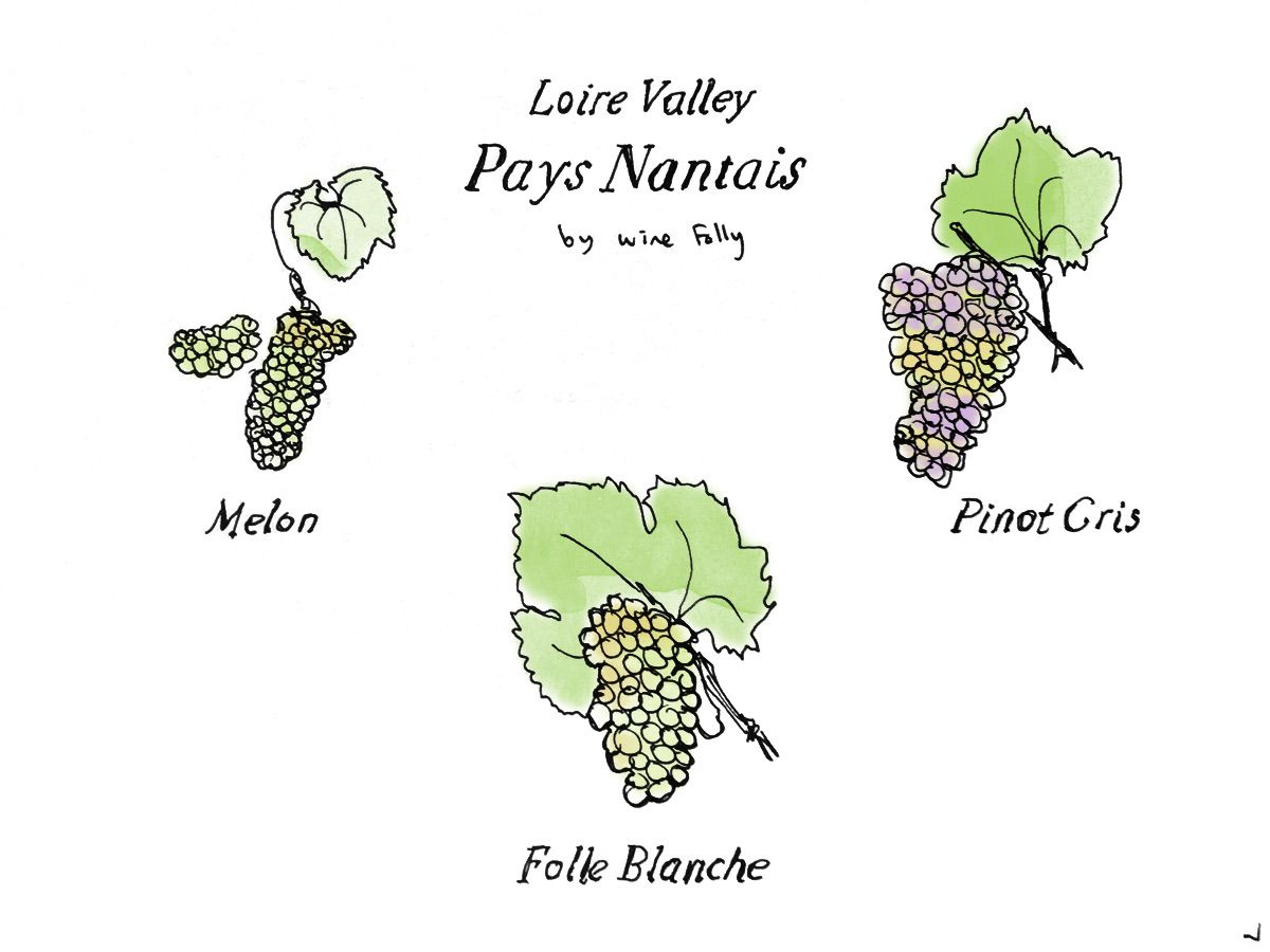 Žemutinio žemesnio lygio „Nantais“ vynuogės iš „Wine Folly“