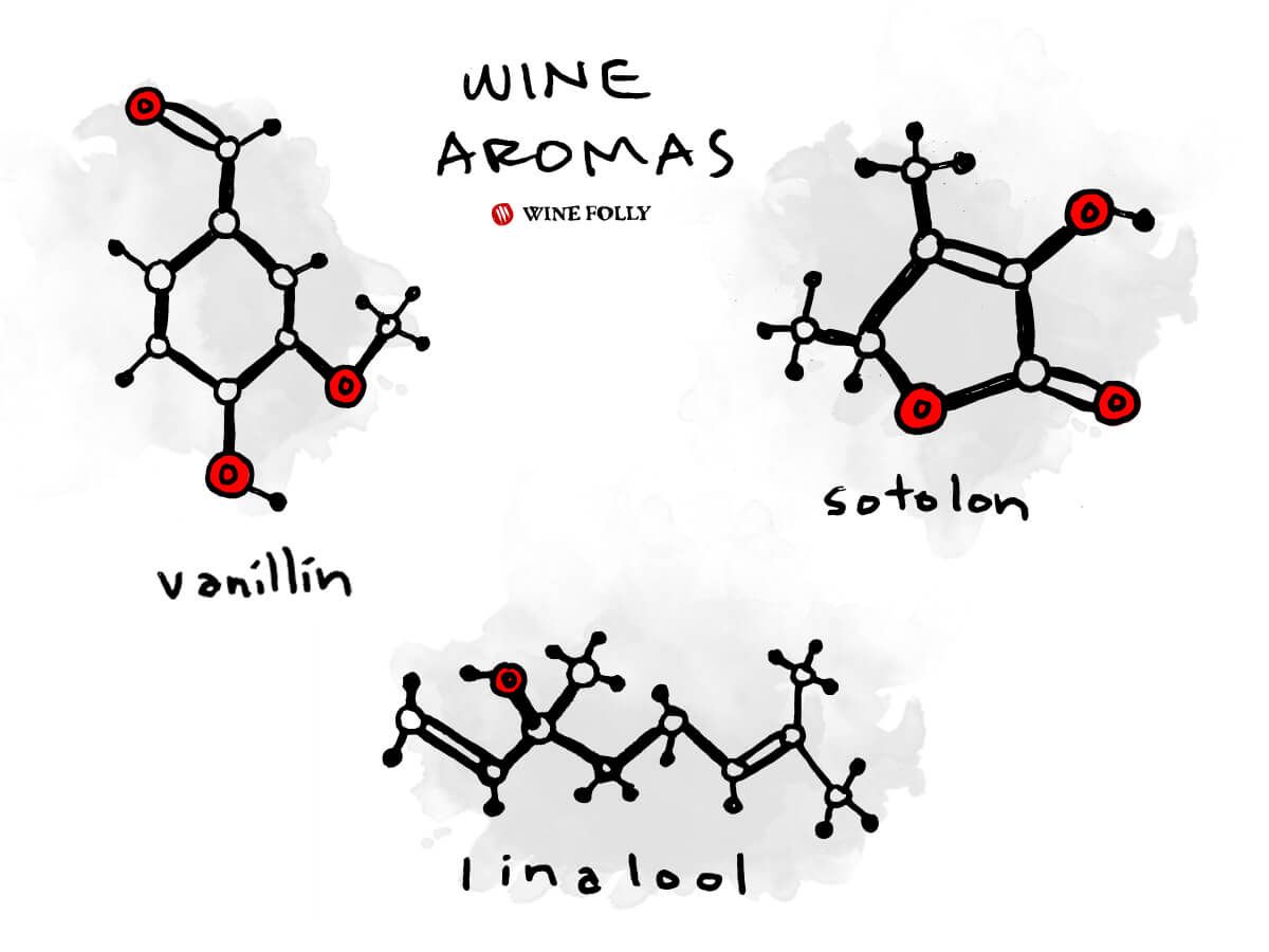 ワイン-アロマ-分子-例-イラスト-winefolly