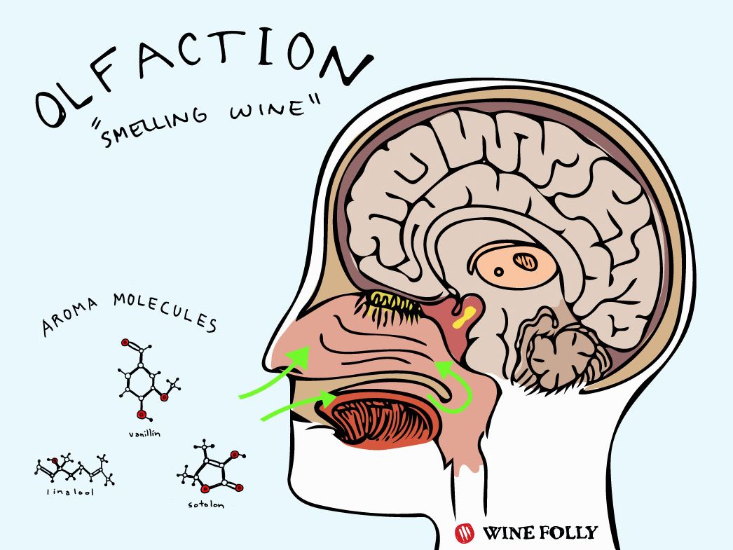 мозък как ухаем илюстрация вино глупост