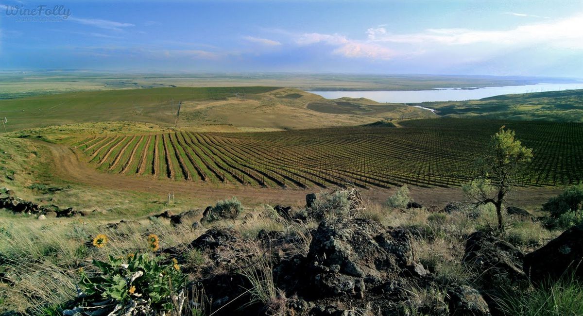 אלמון רכס כרמים סוס גן עדן גבעות קולומביה נהר וושינגטון ארץ יין