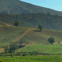 Kasablankos slėnio Čilės vynuogynai