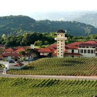 Mga Alak ng Brazil Mga Vineyards Serra Gaúcha