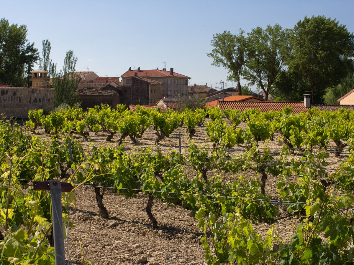 Vinhas velhas em Bodegas Castillo de Sajazarra em Rioja Alta