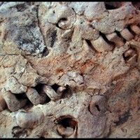 ポールグランドによるフランスの石灰岩の化石