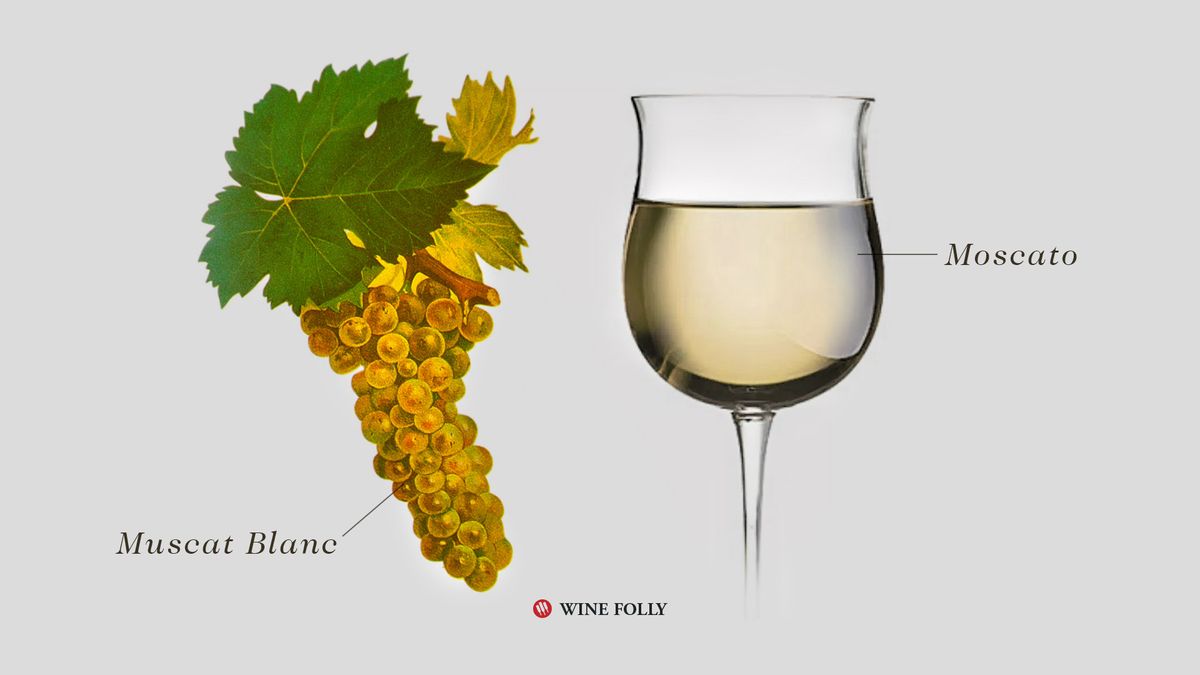 „Moscato“ vynas stiklinėje ir „Muscat Blanc“ vynuogės „Wine Folly“ iliustracija