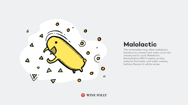 How-White-Wine-Is-Made-malolactic