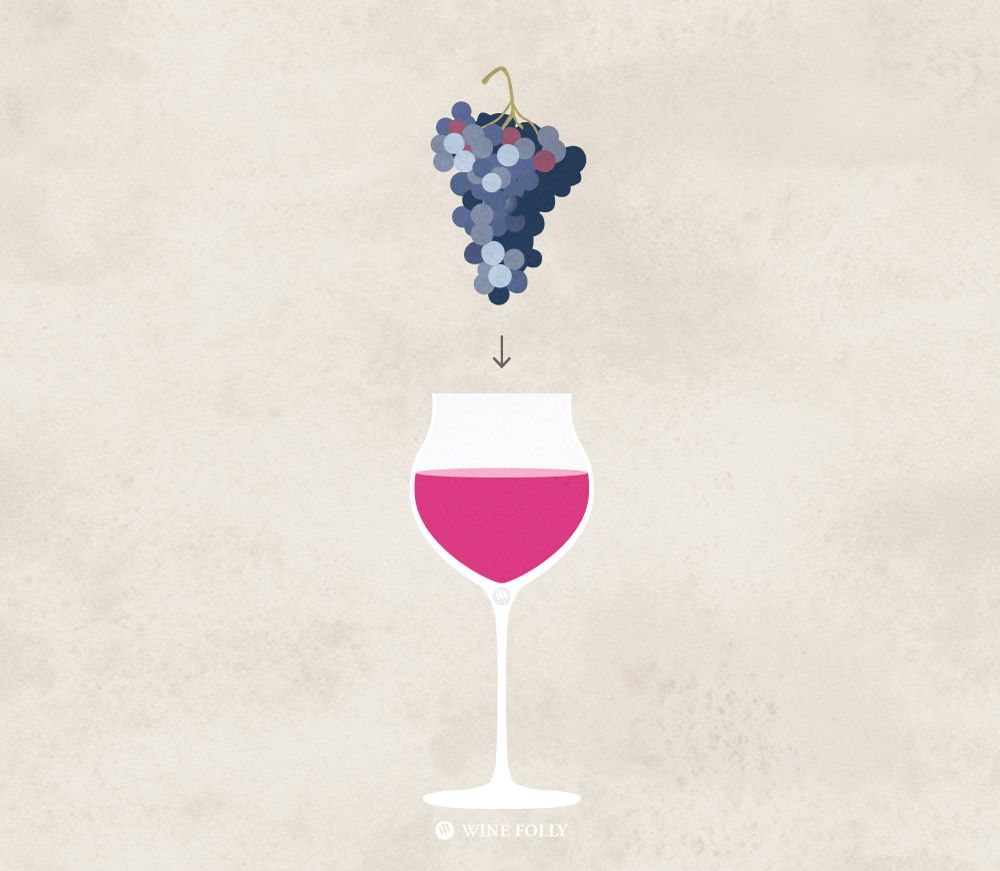 víno-hrozno-do-pohára-ilustrované-vínové bláznovstvo