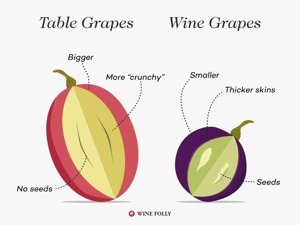 Namizno grozdje vs vinsko grozdje ilustracija Wine Folly