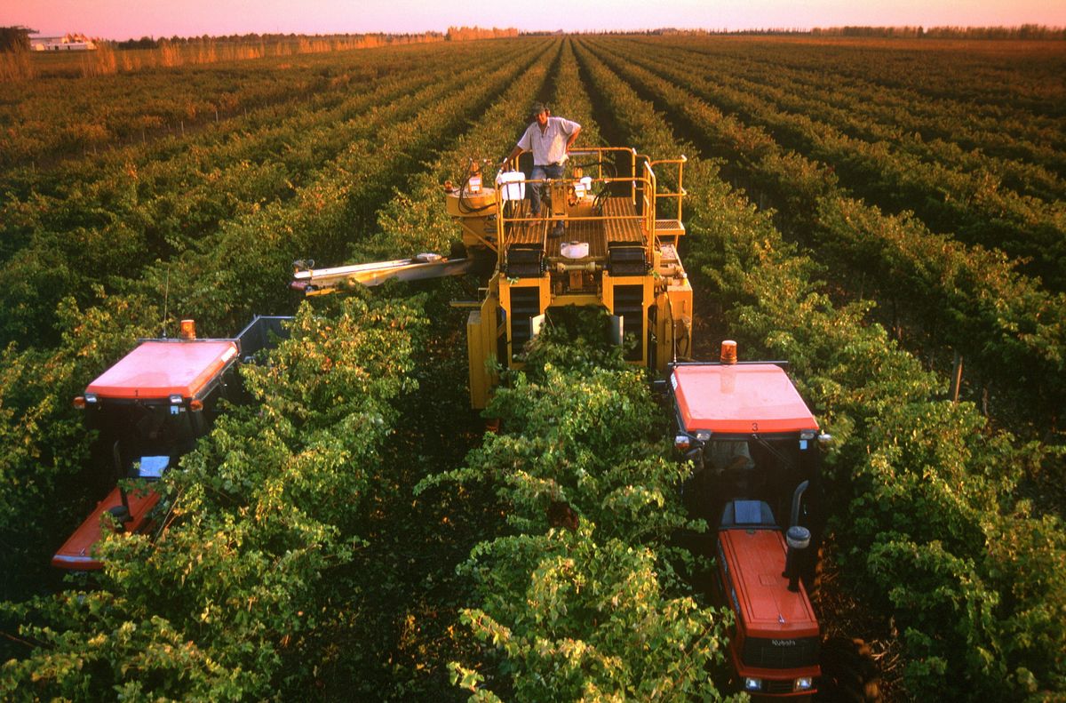vyno vynuogių derlius-pietų-Australija-coonawarra-roderick-eime