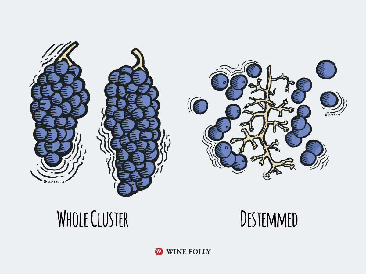 Цялата клъстерна ферментация опровергава илюстрацията на Wine Folly