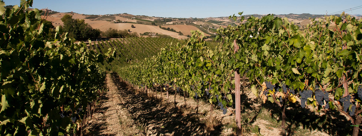 Pohľad do viníc v DOC oblasti Offida Rosso v Marche