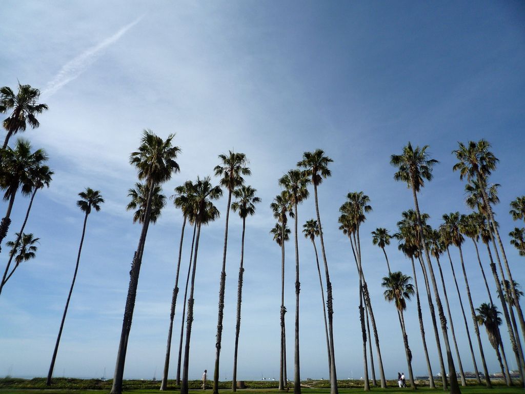 Jeff-Turner-Santa-Barbara-California-Palm-Trees