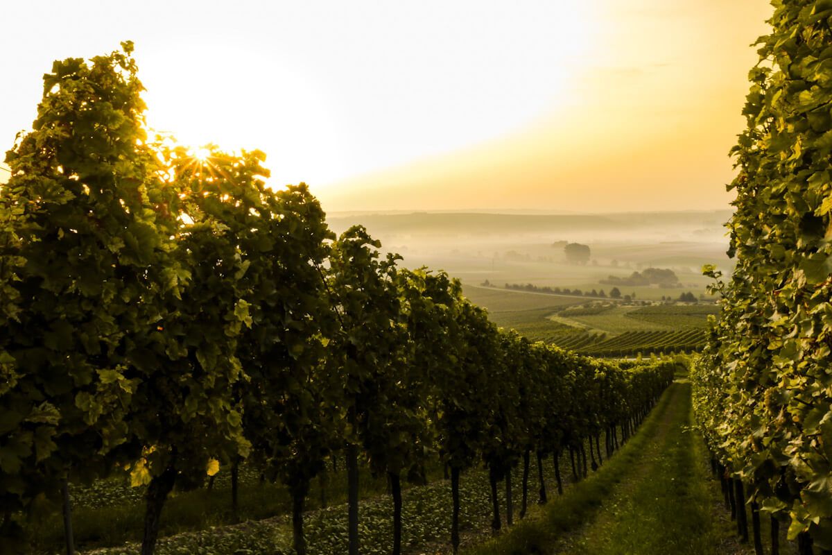 Un vignoble au lever du soleil. Photo de Sven Wilhelm.