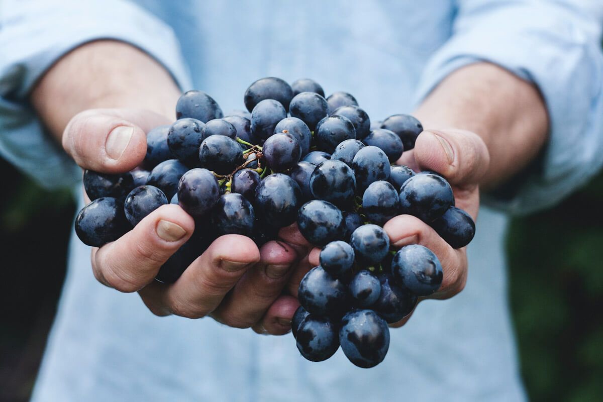 Manos sosteniendo un racimo de uvas rojas. Foto de M. Petric.