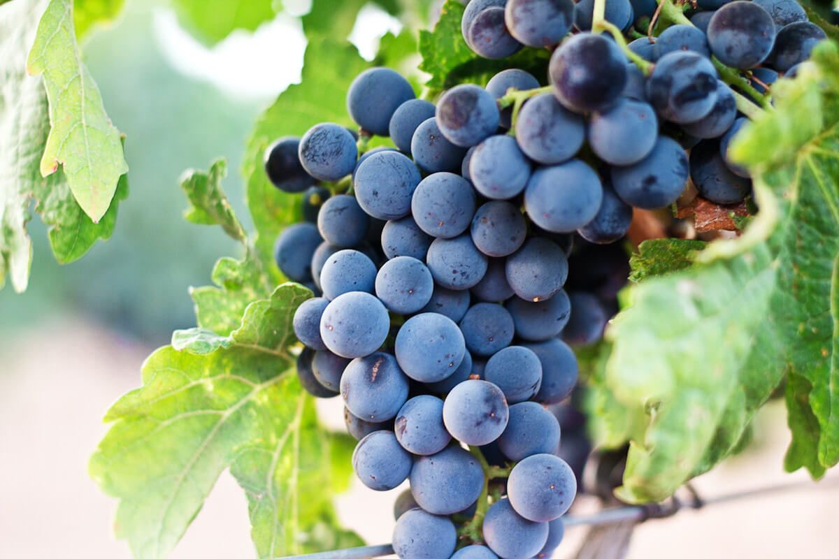 Гроздь красного винограда на винограднике в Испании. Фото Начо Домингеса Арджента