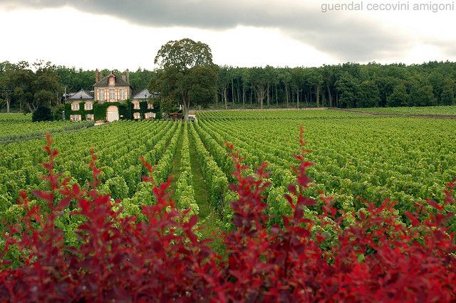 Vynuogynai Burgundijoje