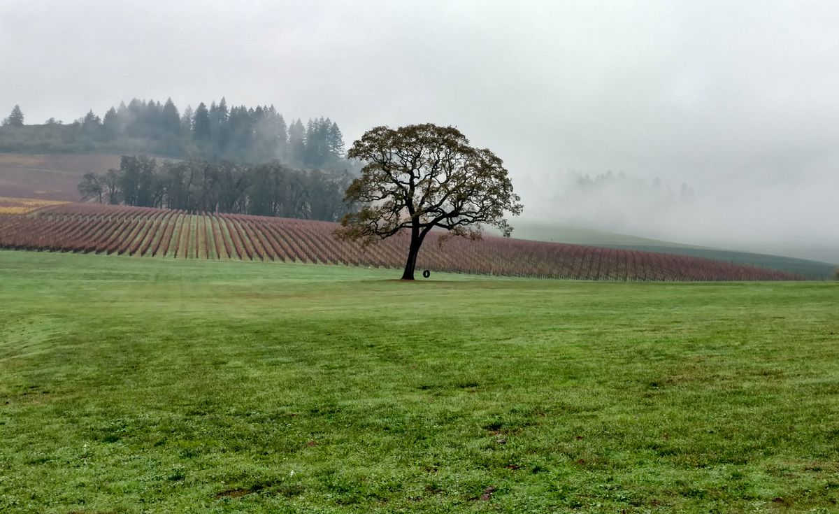 stoller-estates-dundee-hills-vineyards-winefolly-1