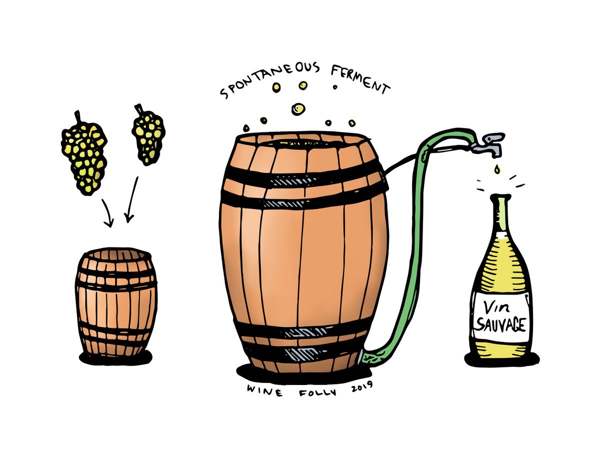 ワインの愚かさによる自発的な野生発酵のイラストネイティブ酵母