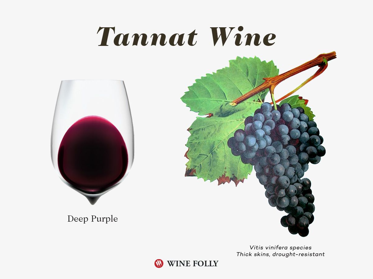 „Tannat“ vyno spalva ir vynuogių iliustracija „Wine Folly“