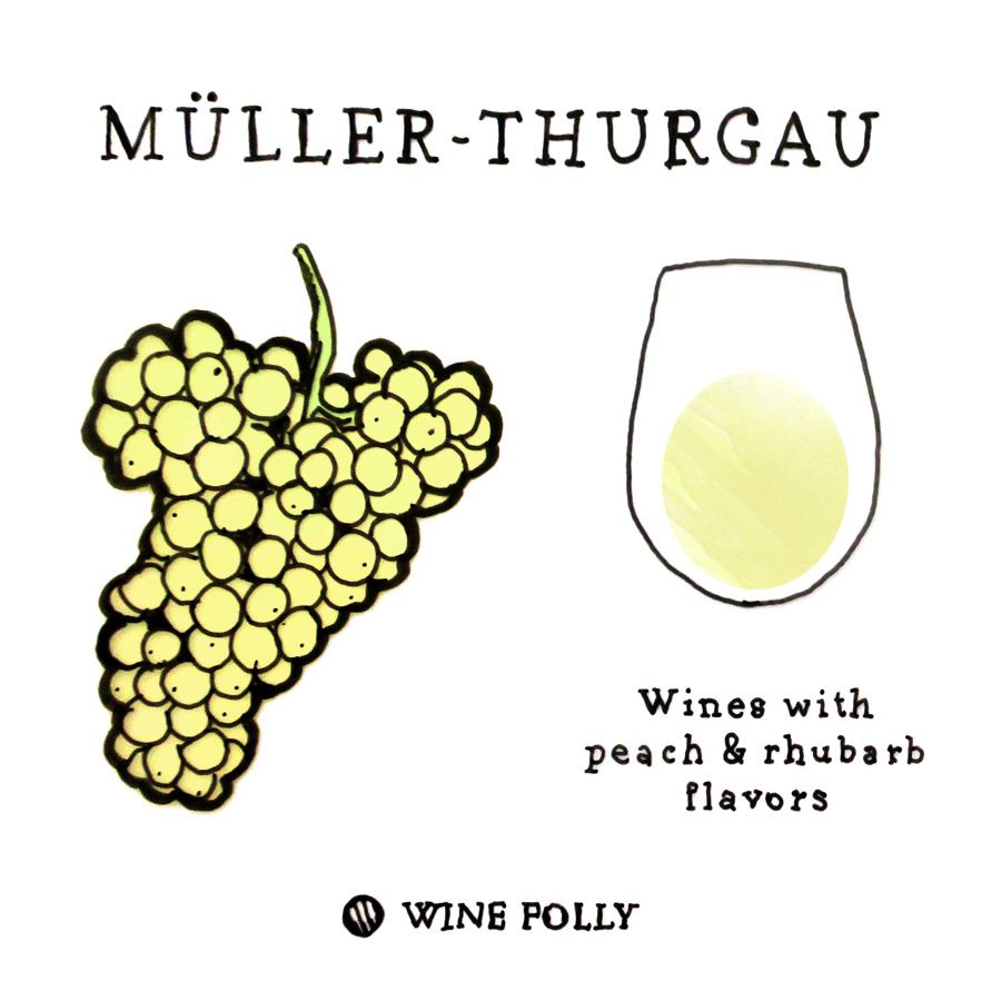 „Wine Folly“ Muller-Thurgau vynuogių iliustracija