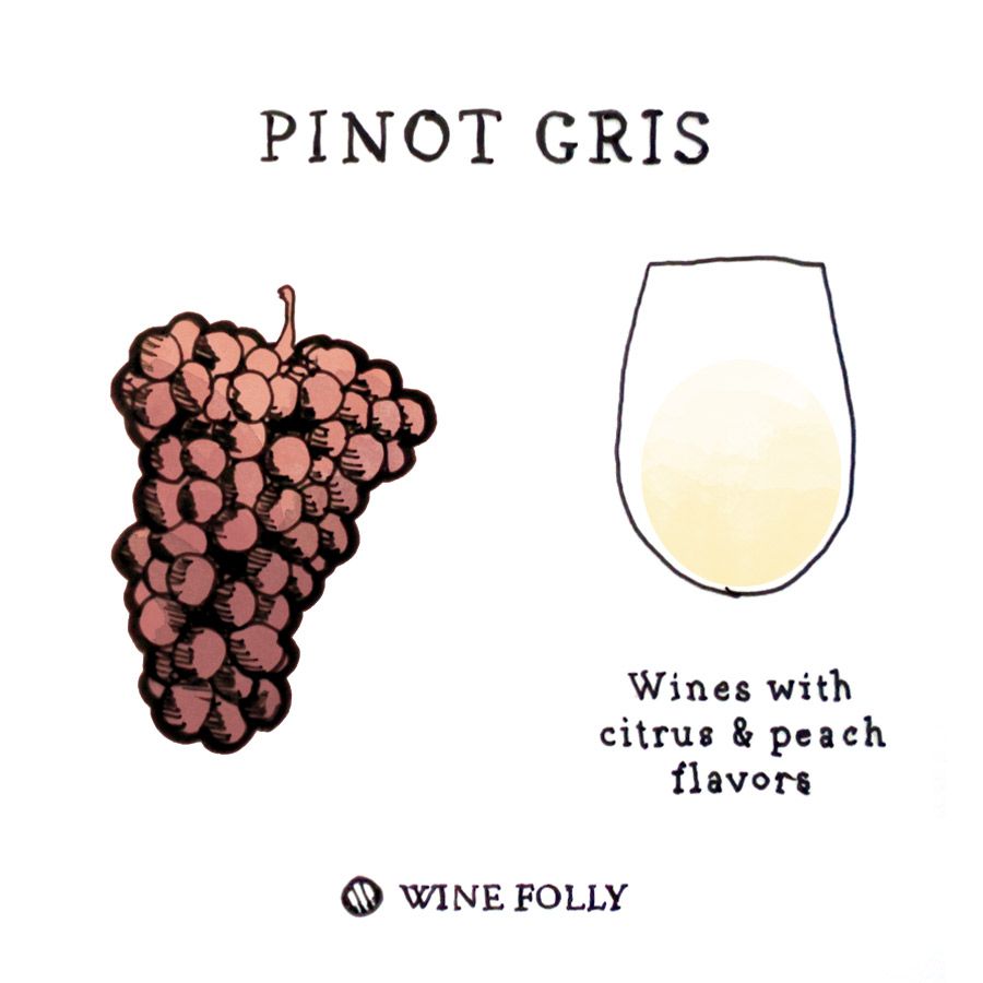Illustration de raisin de vin Pinot Gris par Wine Folly
