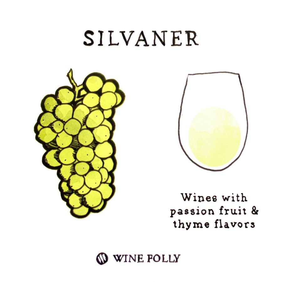 „Silvaner“ vynuogių vynuogių iliustracija „Wine Folly“