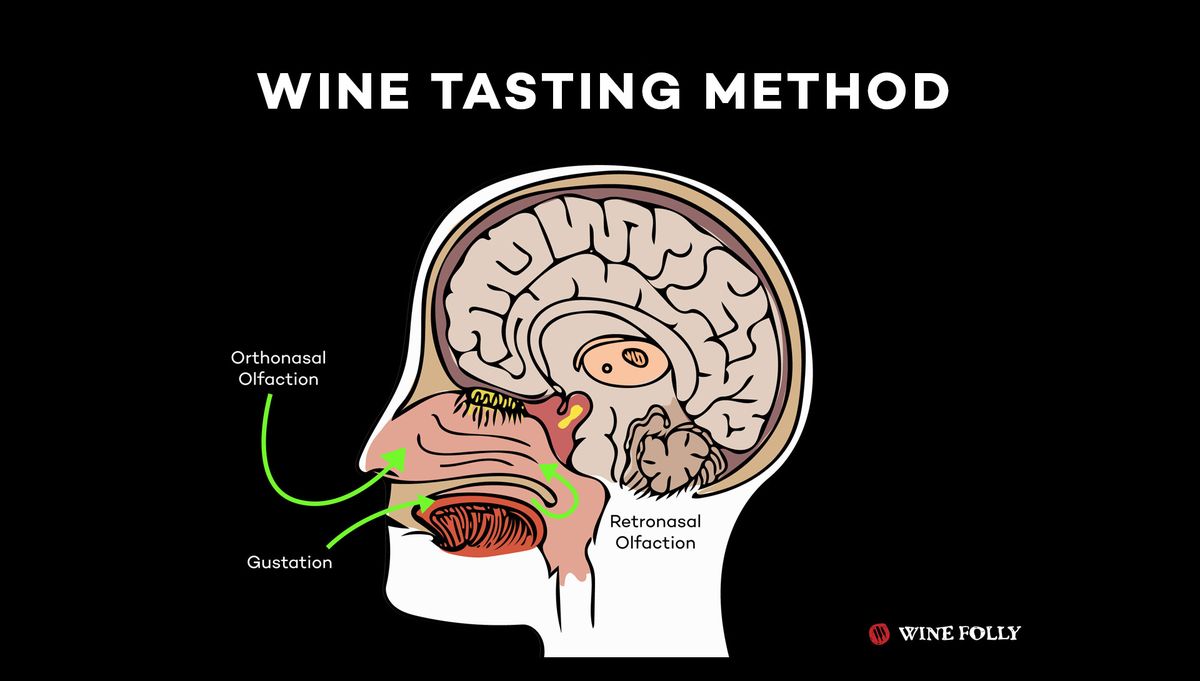 Kaip ragaujame vyną nosimi