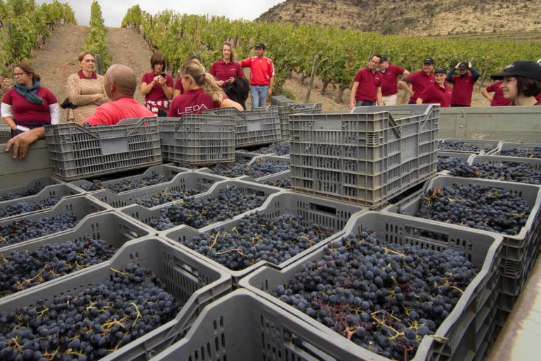 Rankomis nuskintų vynuogių derlius 2012 m. Douro Portugalija