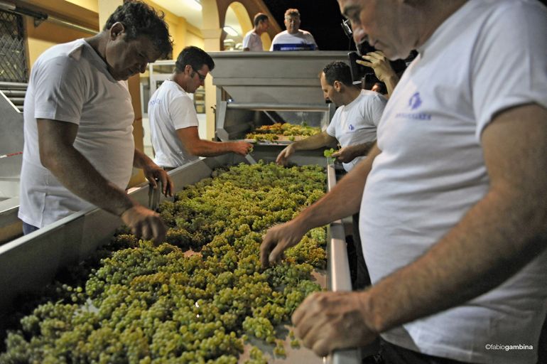Tabela de classificação-Chardonnay-Night-Harvest-Sicília-Donnafugata