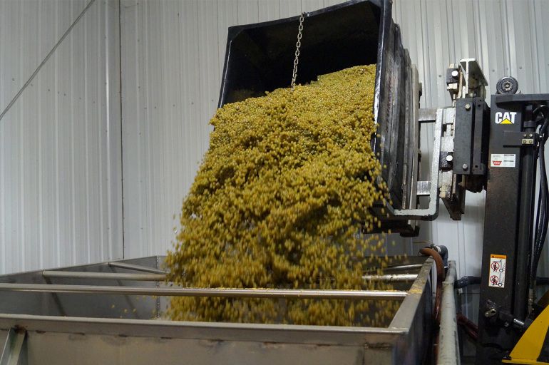 Uvas de vinho branco sendo colocadas no triturador de uvas