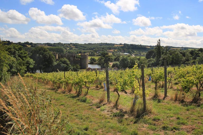 Vinograd Sedlescombe (Anglija