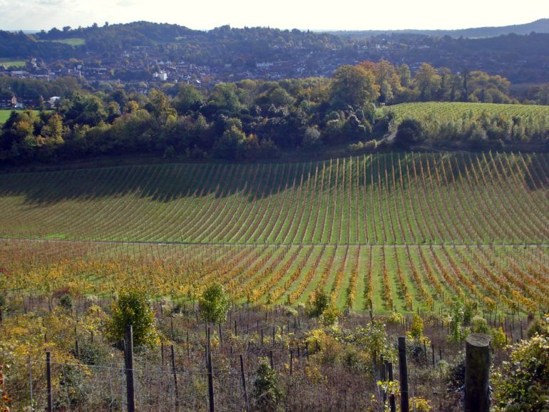 Vinograd Denbies je največji v regiji. avtor Diamond G.
