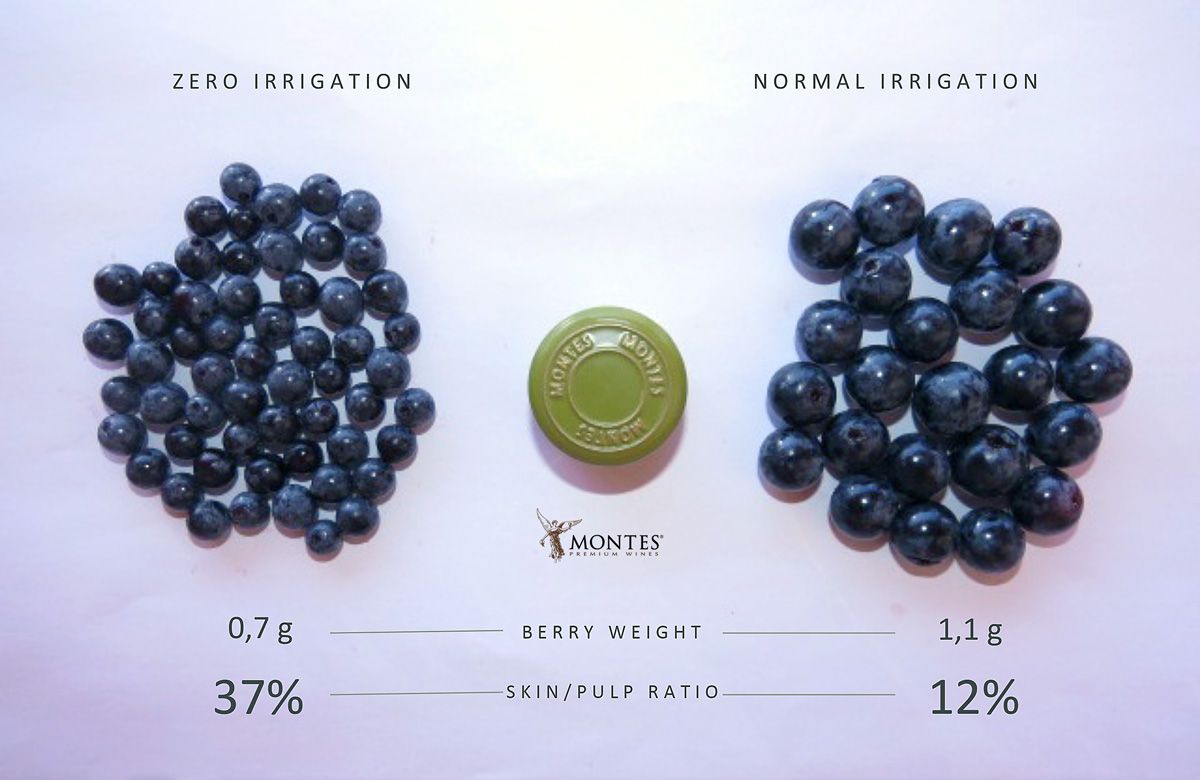 Montes Dry Farming Berry 크기 비교 와인 포도 칠레