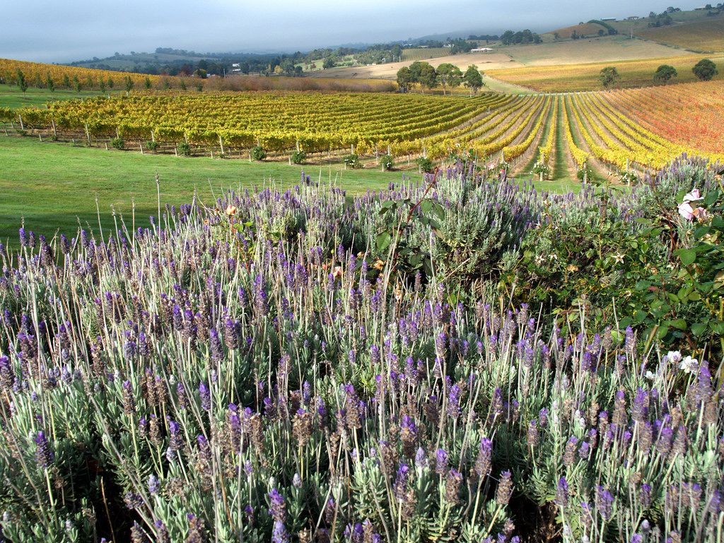 Kebun anggur di de Bortoli di Lembah Yarra dengan lavender oleh Steve Lacy