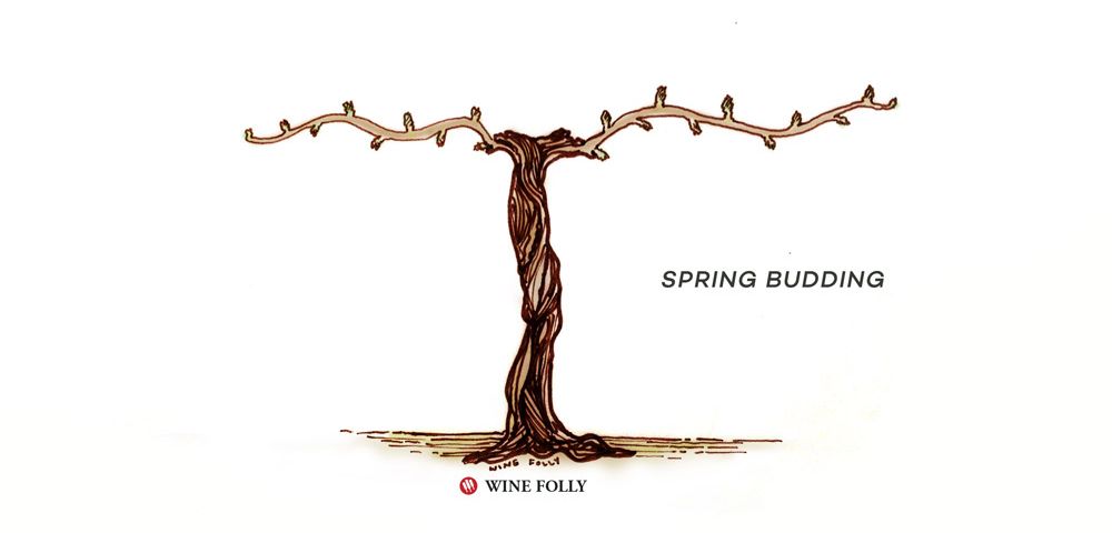 vynmedžio gyvavimo ciklas-pavasaris-pumpurėlis