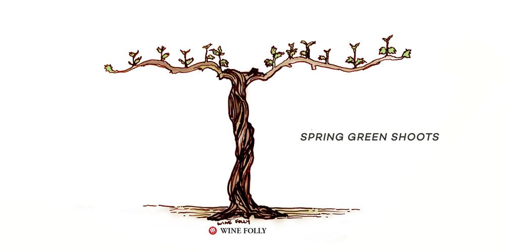 cycle de vie de la vigne pousses vertes printanières
