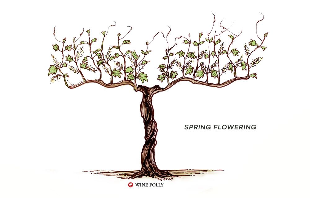 cycle de vie de la vigne floraison printanière
