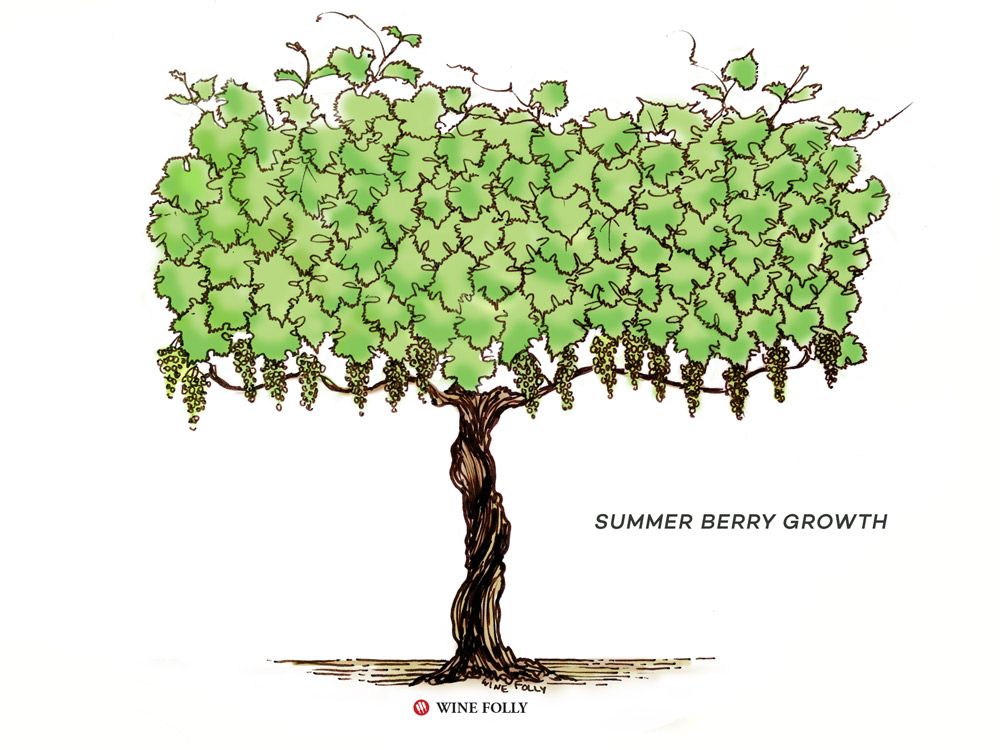 лоза-животни циклус-лето-бобица-раст
