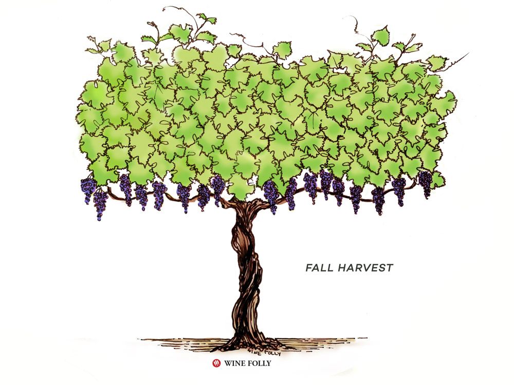 vigne-cycle de vie-automne-récolte
