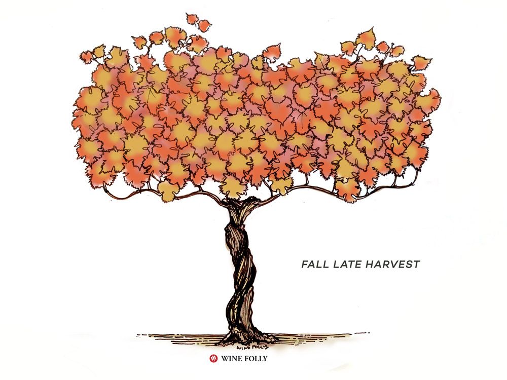 cycle de vie de la vigne automne-fin de récolte