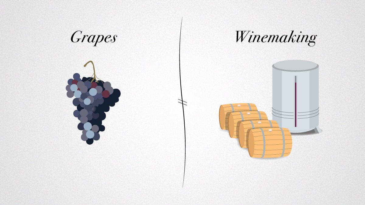 גידול ענבים וייצור יין ליין נהדר