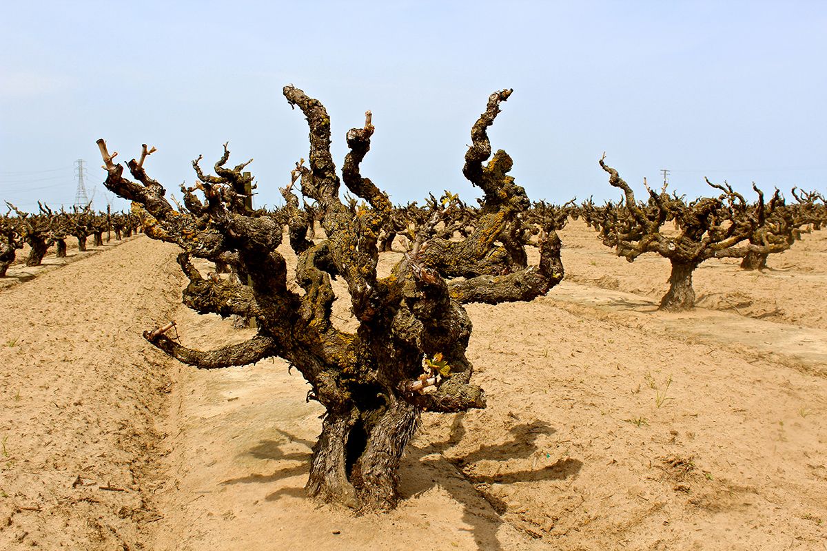 Vignoble de Soucie, planté en 1916 dans le sol limoneux super-sableux de Lodi