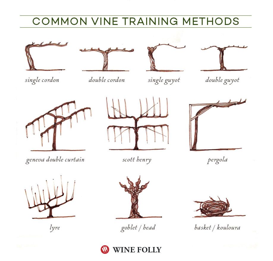 методи за обучение на гроздова лоза