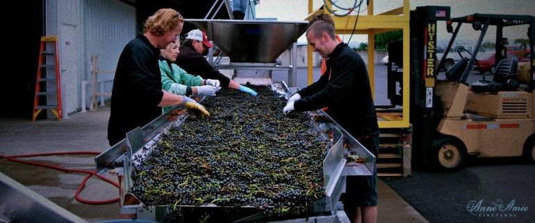 „Pinot Noir“ rūšiavimo stalas Oregonas Derliaus Anne Amie vynuogynai