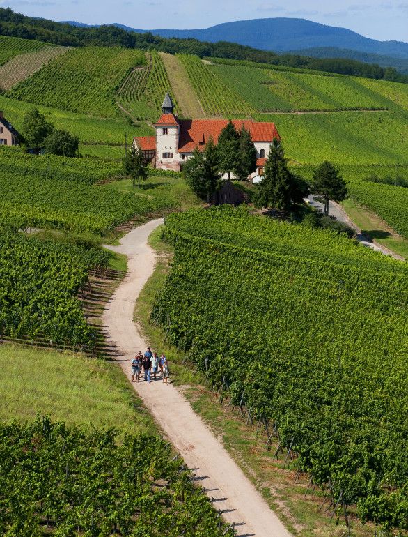 Dambach Bağ Yolu, 2013 yılında 60. yılını kutlayan Alsace Şarap Rotası üzerindedir.