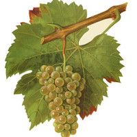 Altesse Wine Grape ng Savoie