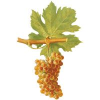 Roussanne Wine Grape ng Rhone Valley