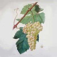 サヴォワのシャスラワイン用ブドウ