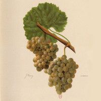 Gringet Wine Grape ng Savoie